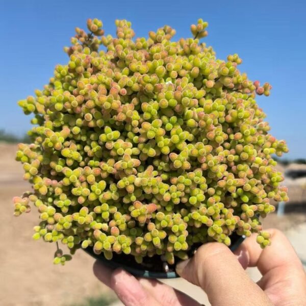 012. Ruschia sp. ‘Honey Tangerine’
