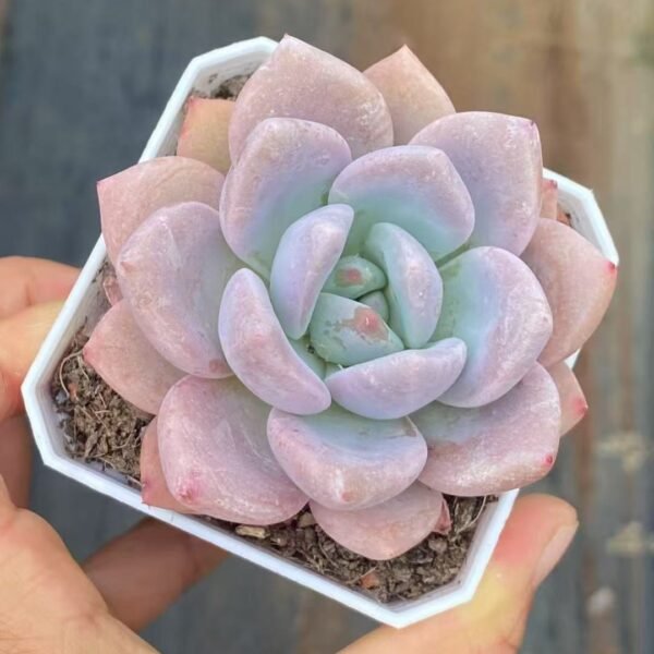 Echeveria ‘Sweet Miss’