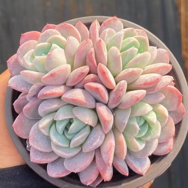 Echeveria ‘Snow Lady’