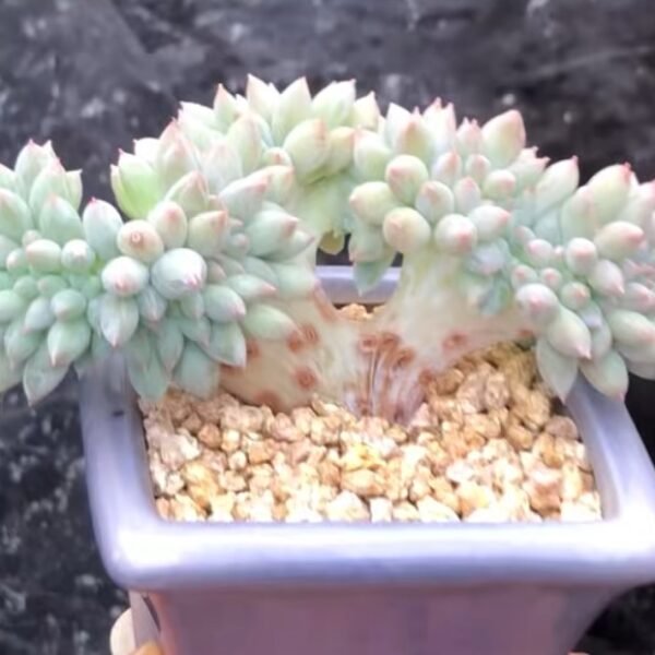 148. Echeveria ‘Solomon’ f. cristata