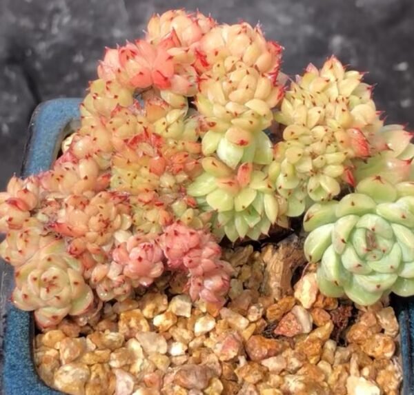 Echeveria ‘Green Claw’ f. cristata