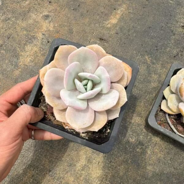 Echeveria ‘Milk Tea’