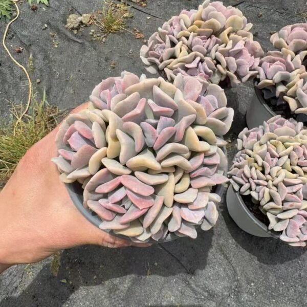 Echeveria ‘Snow Elf’