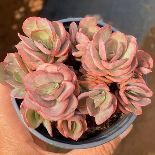 055. Echeveria ‘Embroidered Beauty’