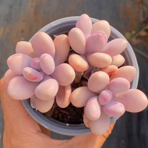 019. Graptopetalum lavender pebble pink form