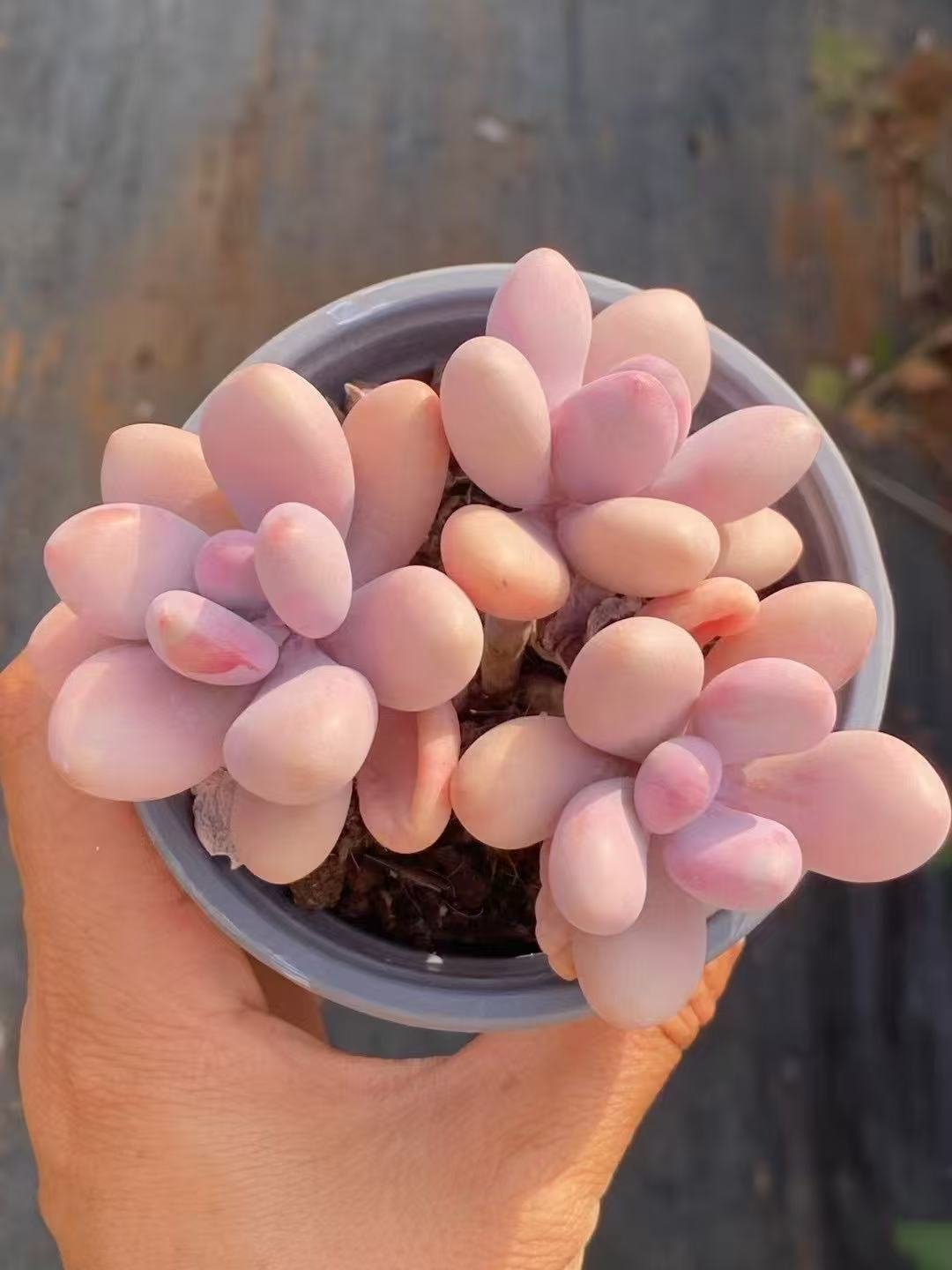 Graptopetalum lavender pebble pink form
