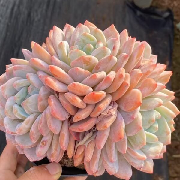 Echeveria ‘Orange Monroe’