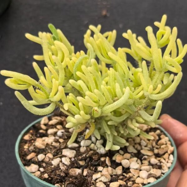 019. Ruschia sp. ‘Fluorescent Bunny Variegated’