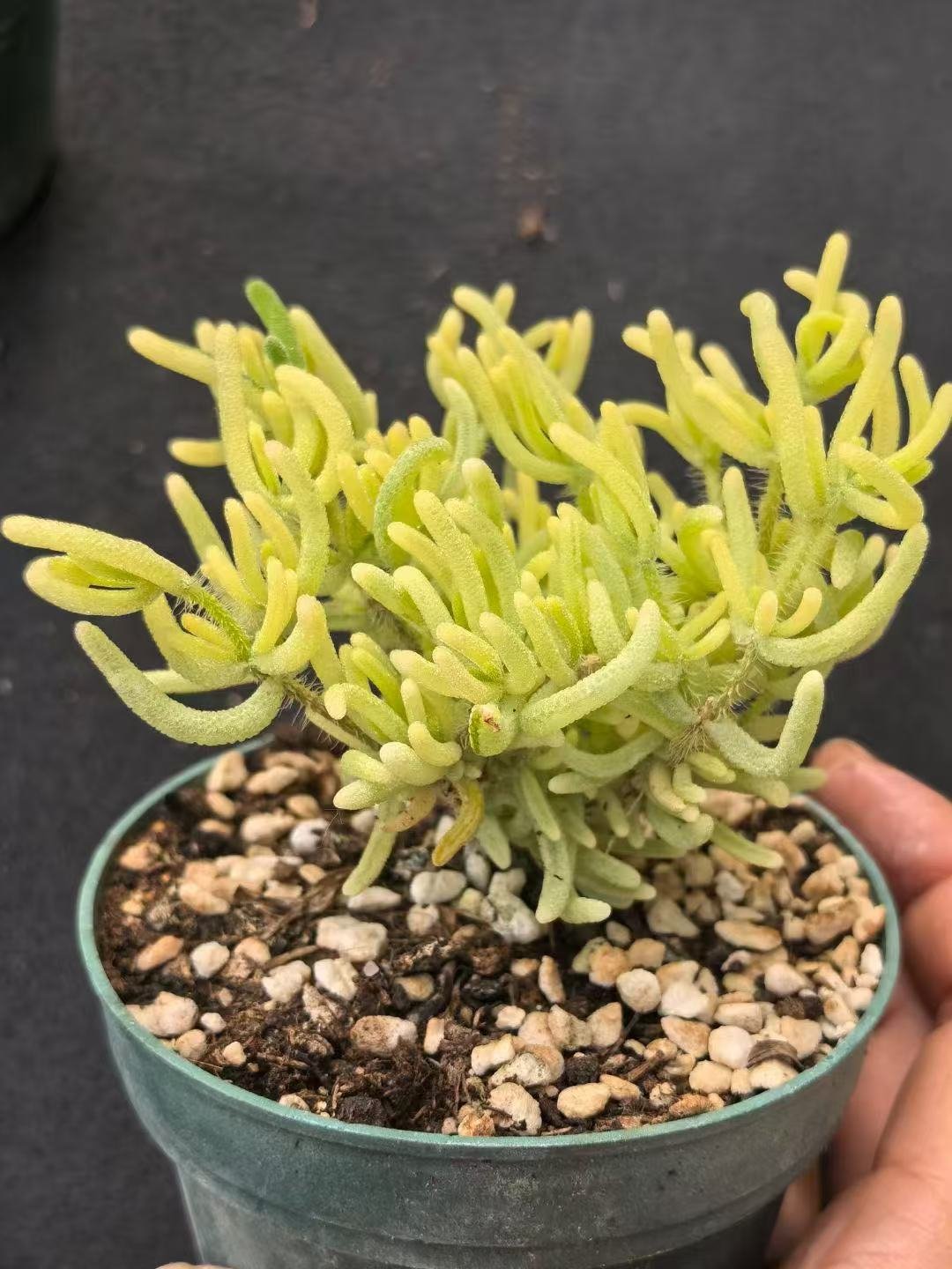 Ruschia sp. 'Fluorescent Bunny Variegated'