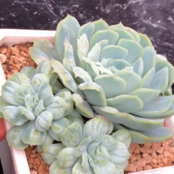 146. Echeveria ‘Bubble Skirt’