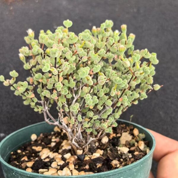 029. Ruschia sp. ‘Lais’ (Old Trunk Form)