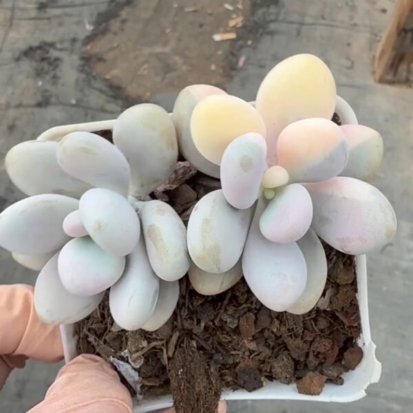 Graptopetalum amethystinum f. variegata