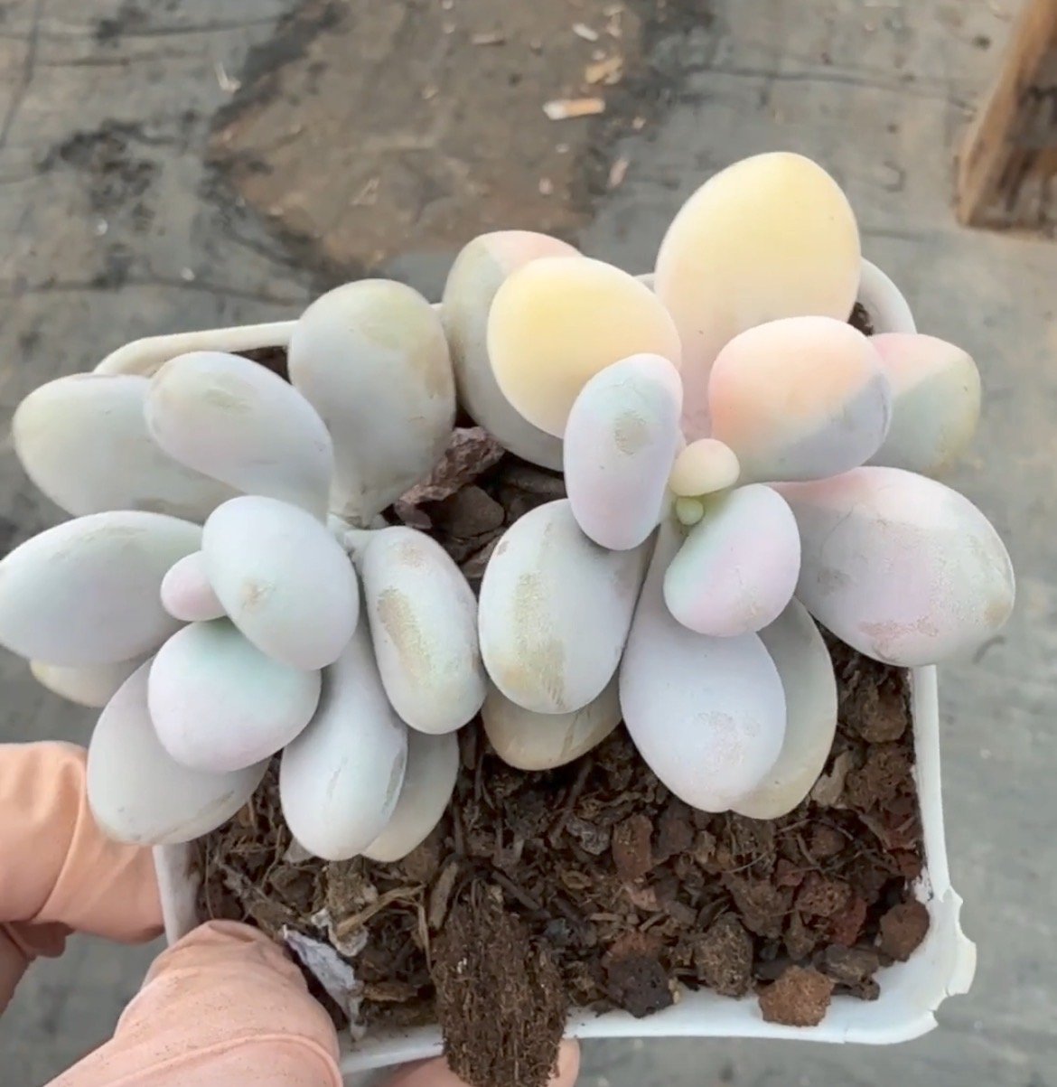 Graptopetalum amethystinum f. variegata