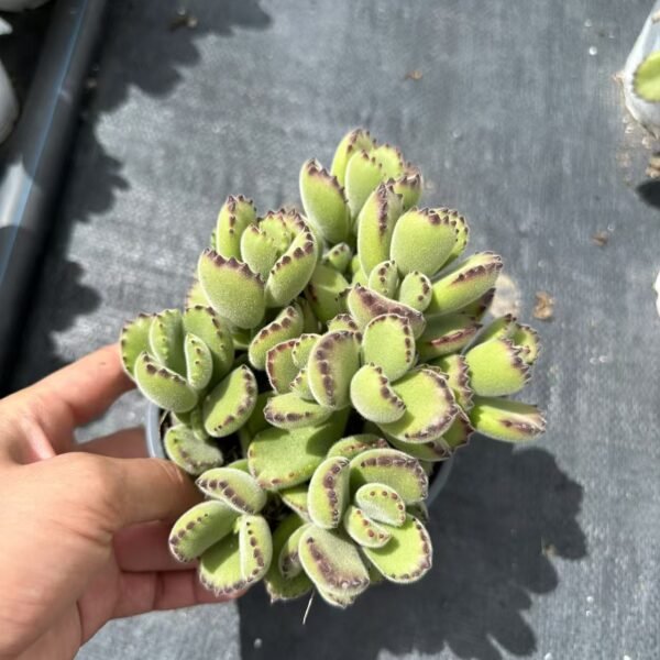 058. Cotyledon tomentosa