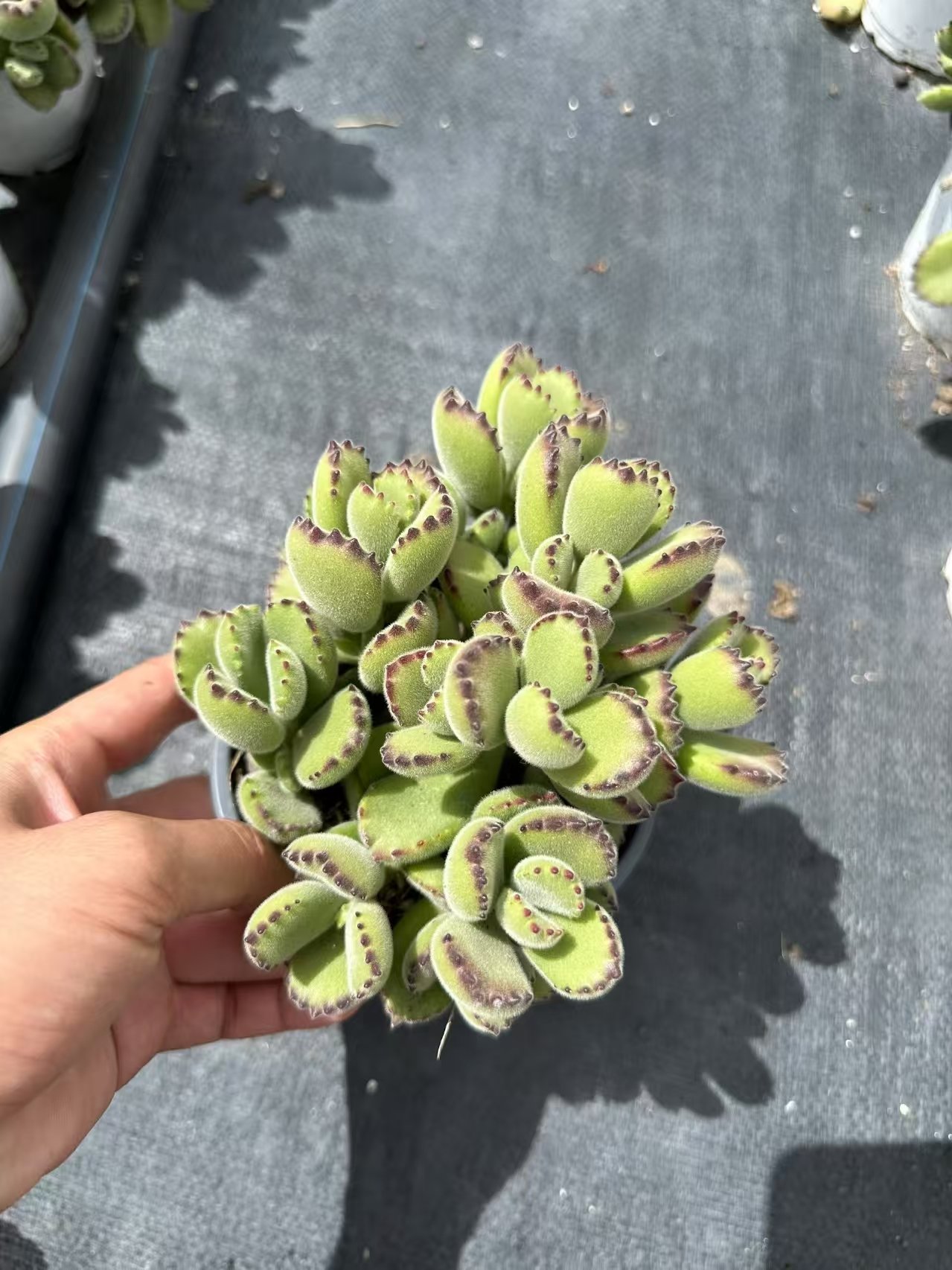 Cotyledon tomentosa
