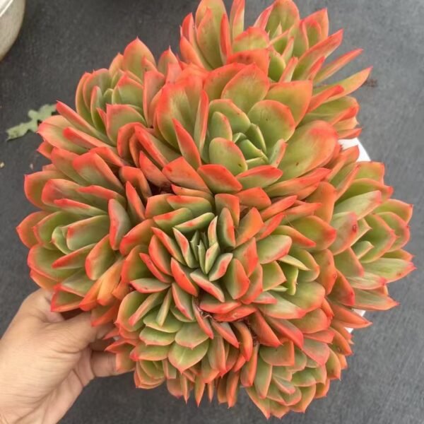 Echeveria ‘Silken Fairy’