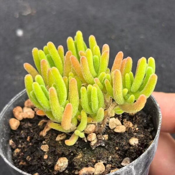 020. Ruschia sp. ‘Fluorescent Bunny’