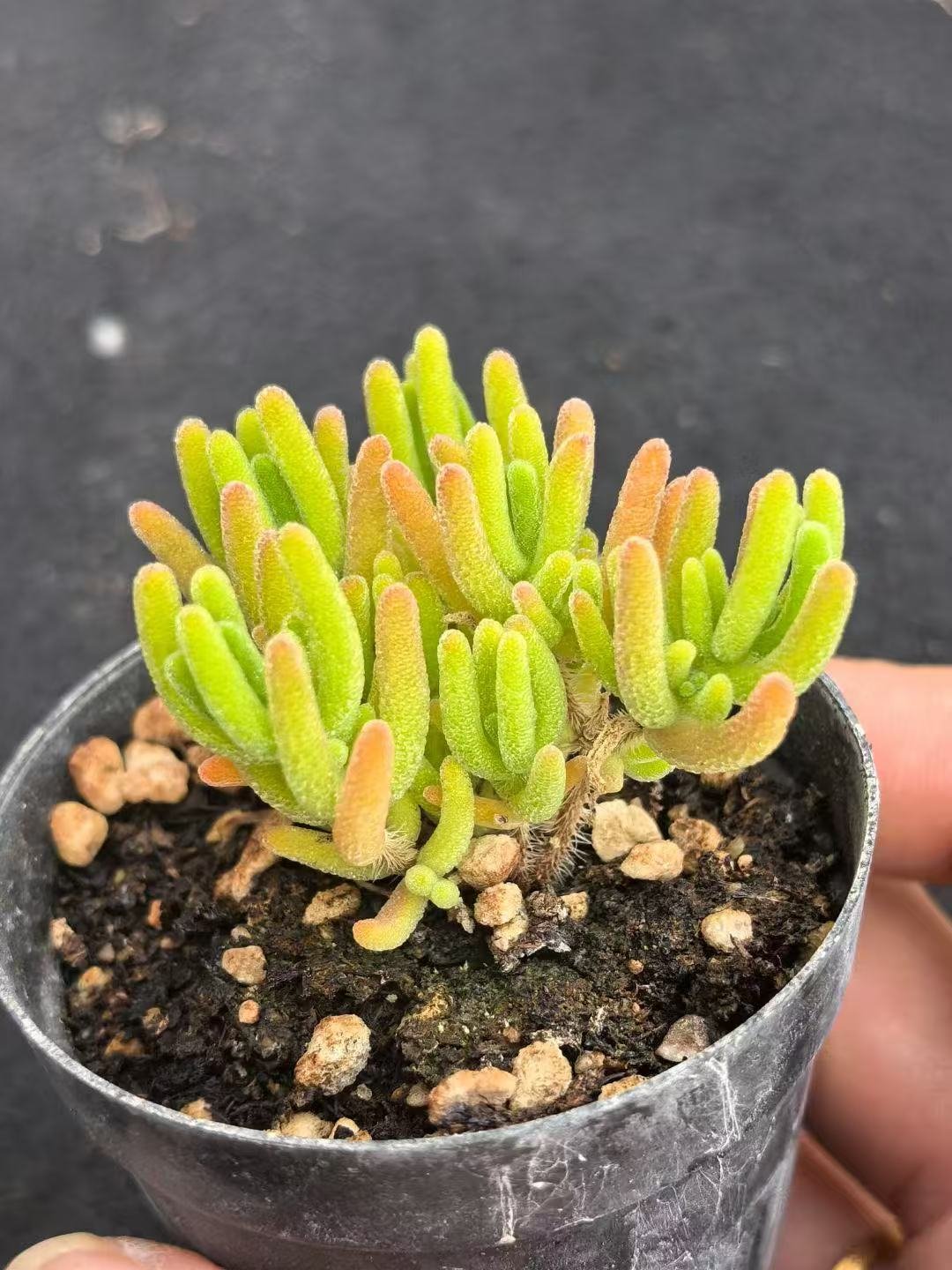 Ruschia sp. 'Fluorescent Bunny'