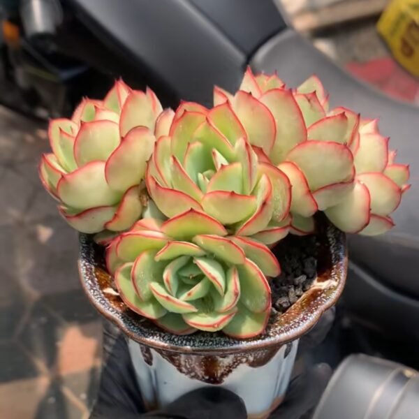 Echeveria ‘Peony Pavilion’