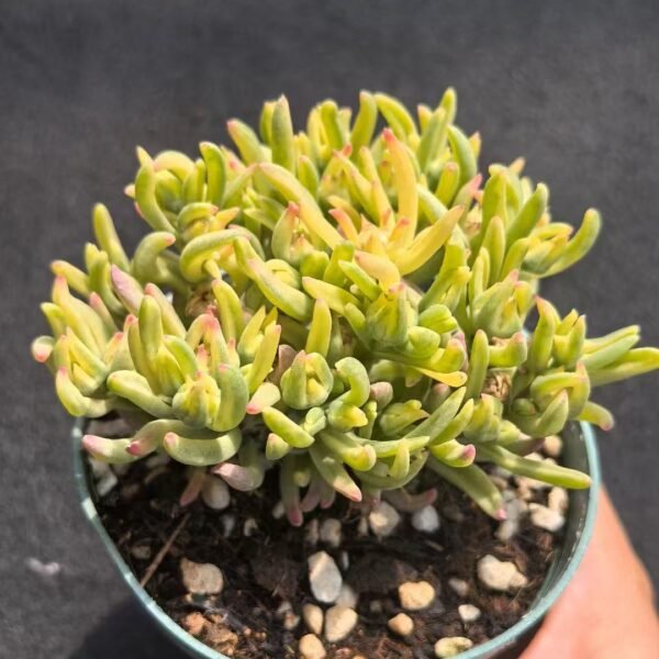 032. Ruschia sp. ‘Ice Flower Variegated’