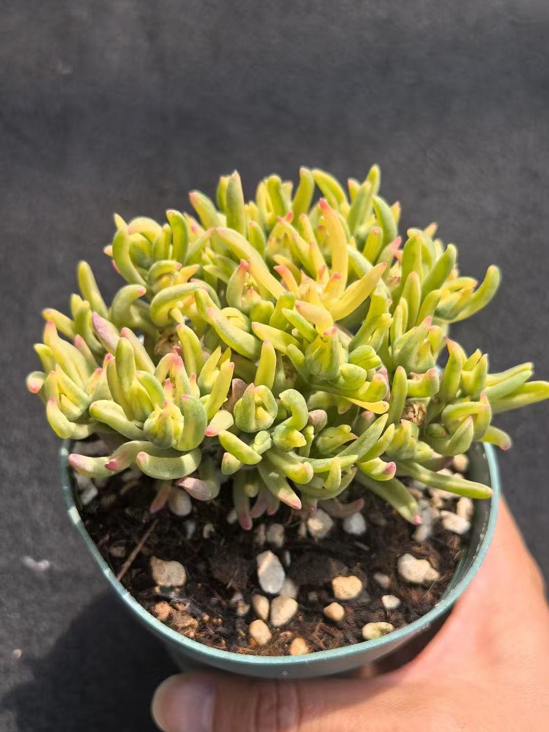 Ruschia sp. 'Ice Flower Variegated'