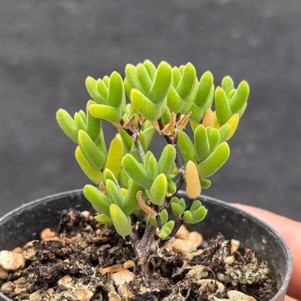 044. Ruschia sp. ‘Cat Ear’