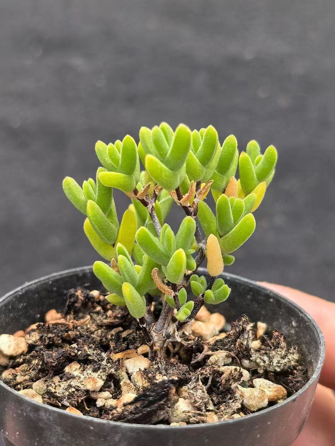 Ruschia sp. 'Cat Ear'