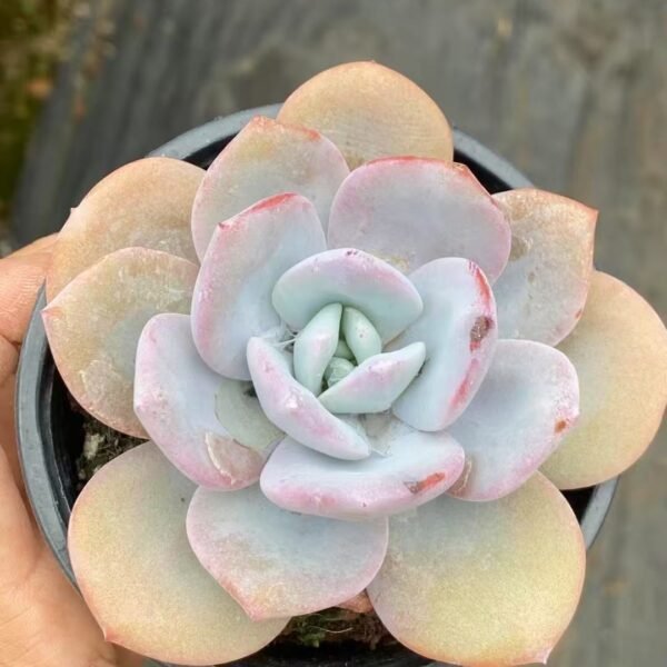 075. Echeveria ‘Milk Tea’