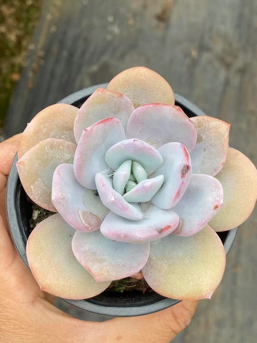 Echeveria 'Milk Tea'