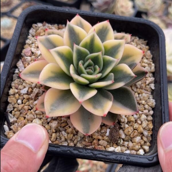 Echeveria ‘Matador Variegata’
