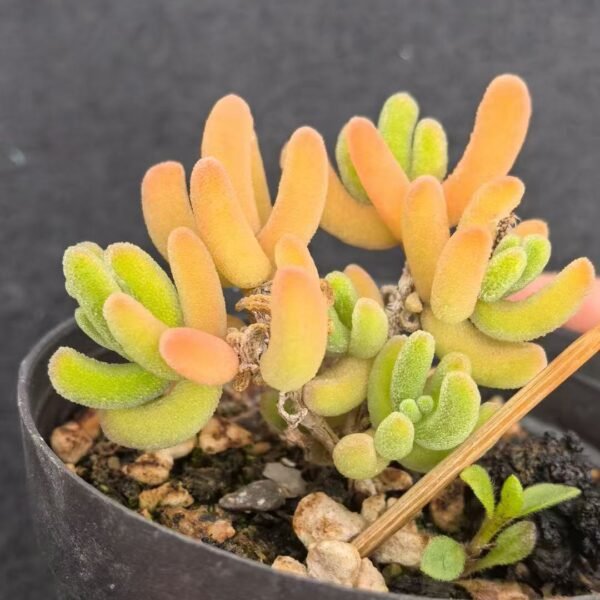 033. Ruschia sp. ‘Orange Leaf’