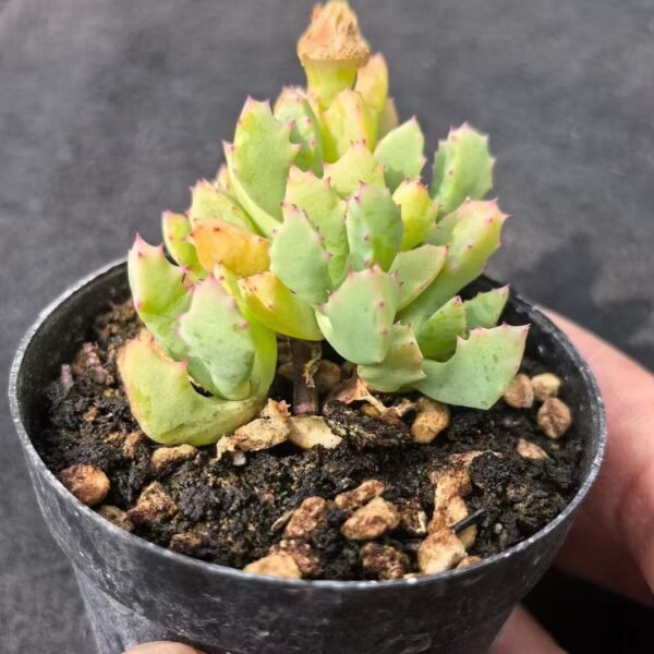 007. Ruschia sp. ‘Qinzhaojü’