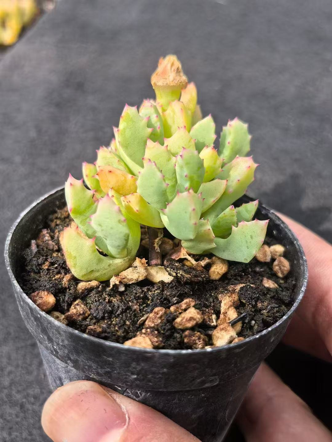 Ruschia sp. 'Qinzhaojü'