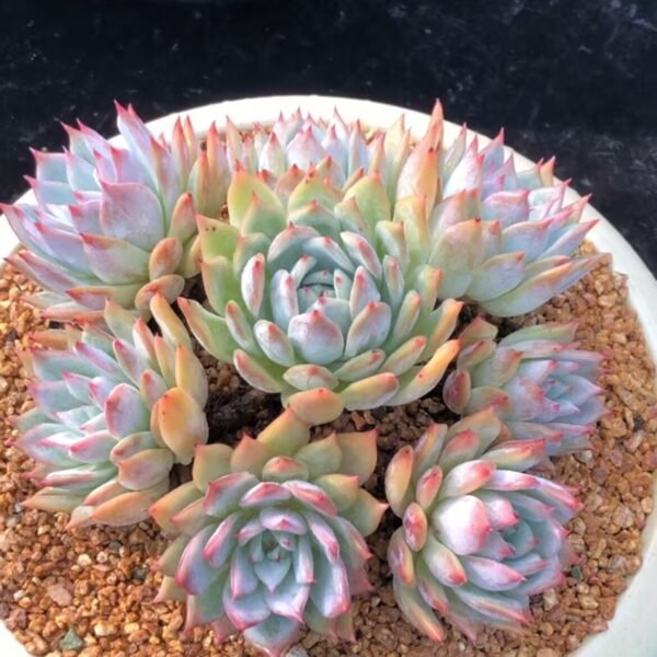 161. Echeveria ‘Purple Card’