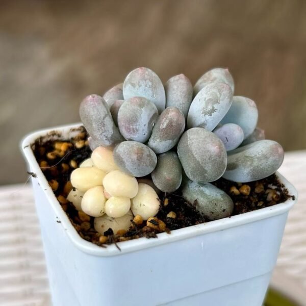 Echeveria ‘Cheese Variegata’