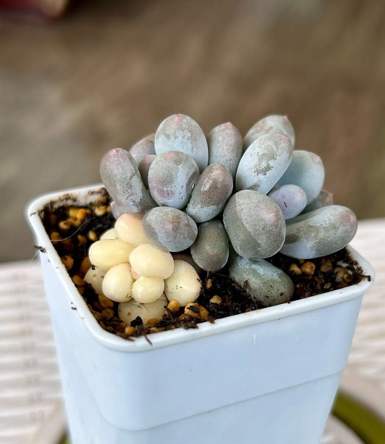 Echeveria 'Cheese Variegata'