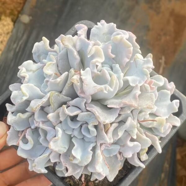 Echeveria ‘White Dumpling’