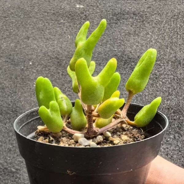 021. Ruschia sp. ‘Ice Cream Little Rabbit’