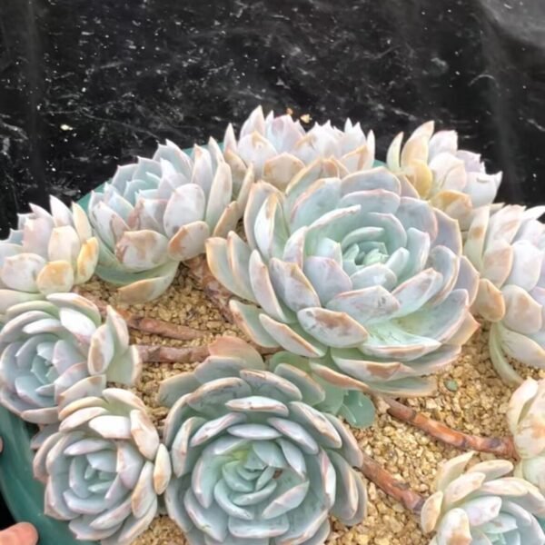 Echeveria ‘White Tea’