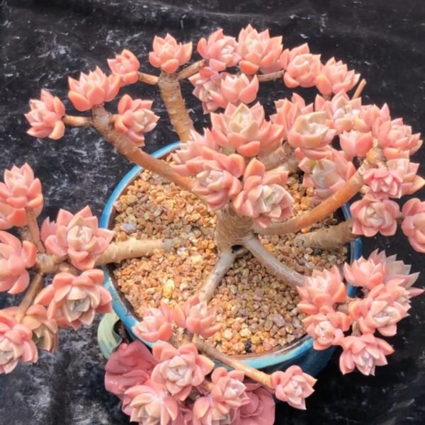 Echeveria ‘Harry Watson’