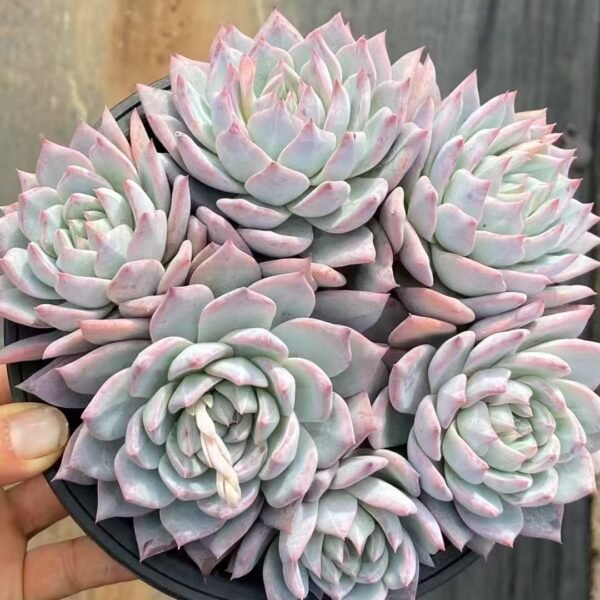 016. Echeveria ‘Blue Bird’