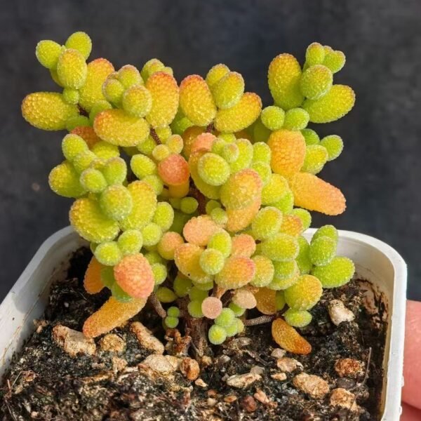 030. Ruschia sp. ‘Golden Kumquat Candy’