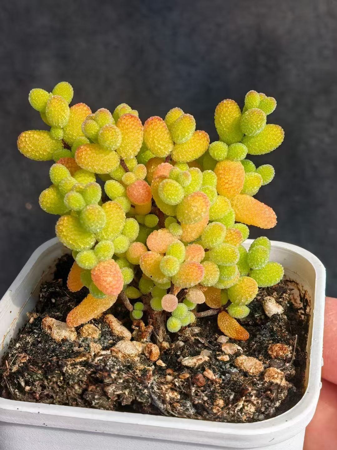Ruschia sp. 'Golden Kumquat Candy'