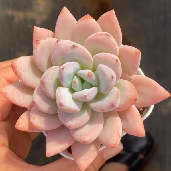 115. Echeveria ‘Star Snow’