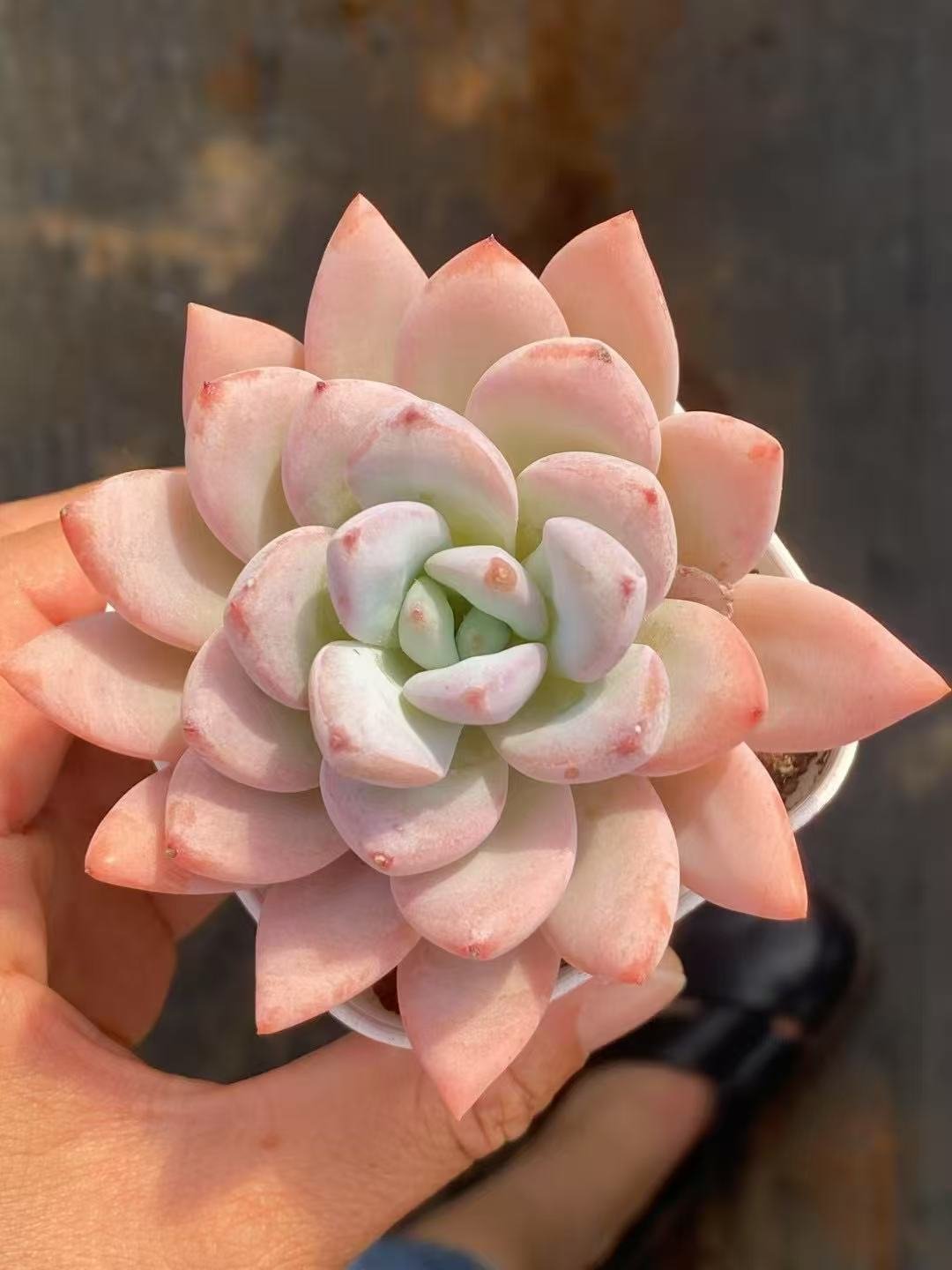 Echeveria 'Star Snow'