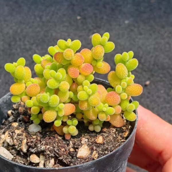 004. Ruschia sp. ‘Honey Tangerine Candy’