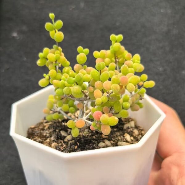 005. Ruschia sp. ‘Millet Grain’