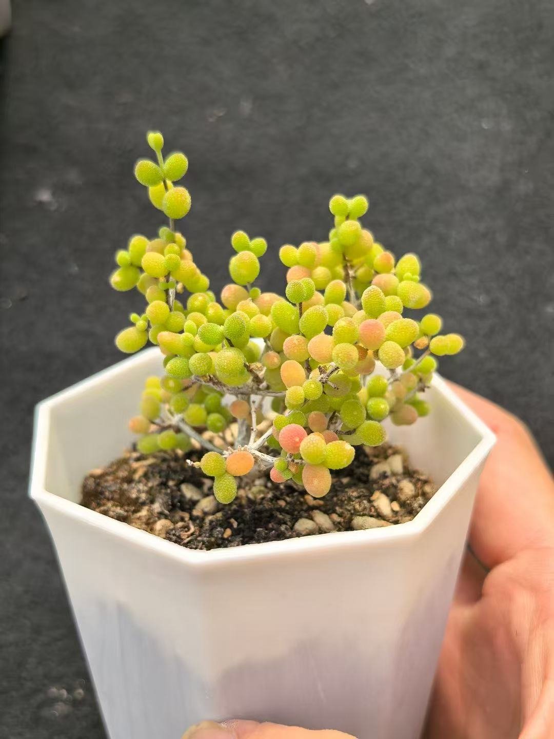 Ruschia sp. 'Millet Grain'