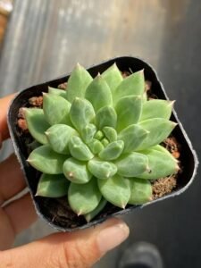 石莲花‘甲骨文’