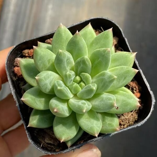Echeveria 'Oracle Bone'